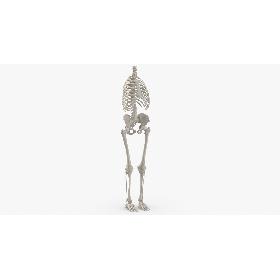 3D Real Human Rib Cage Spine Female Pelvis and Leg Bones Anatomy With Intervertibral Disks White 01